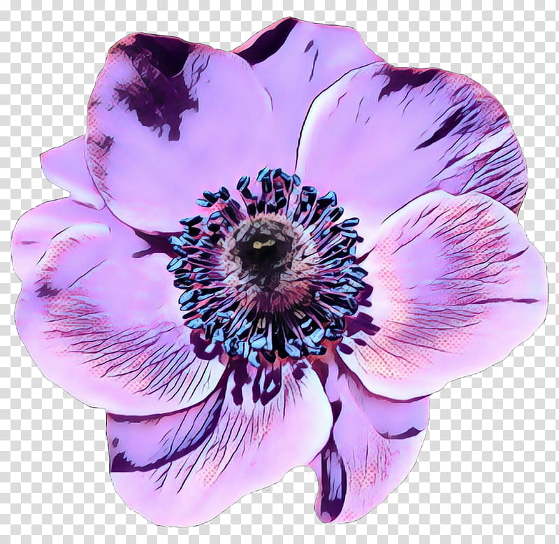 Flowers, Anemone, Violet, Family, Violaceae, Petal, Purple, Plant transparent background PNG clipart