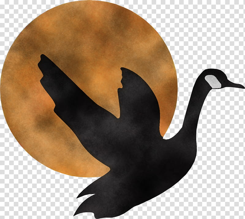 bird water bird goose ducks, geese and swans black swan, Ducks Geese And Swans, Silhouette, Beak transparent background PNG clipart