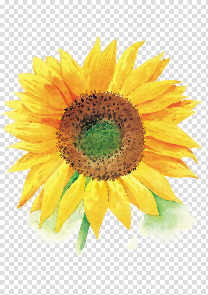 Like a Flower  a Tree, sunflower transparent background PNG clipart