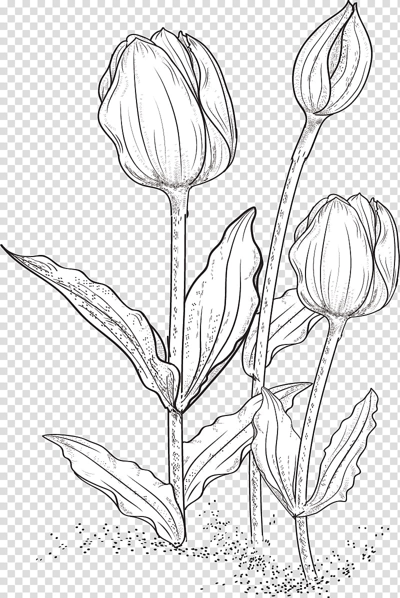Tulip Brushes, three white flowers sketch transparent background PNG clipart
