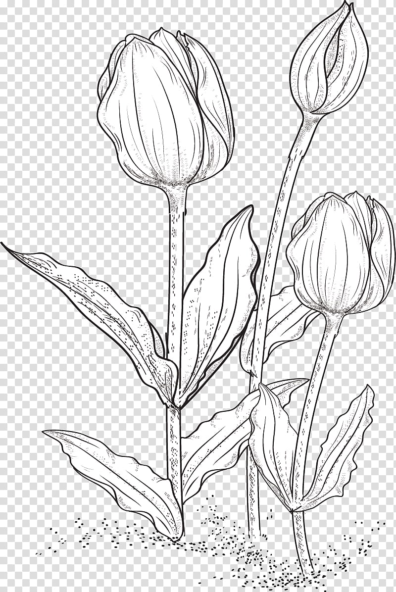 Tulip Brushes Three White Flowers Sketch Transparent Background