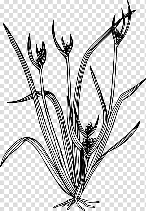 Book Drawing, Carex Backii, Carex Hystericina, Plants, Sedges, Flower, Blackandwhite, Coloring Book transparent background PNG clipart