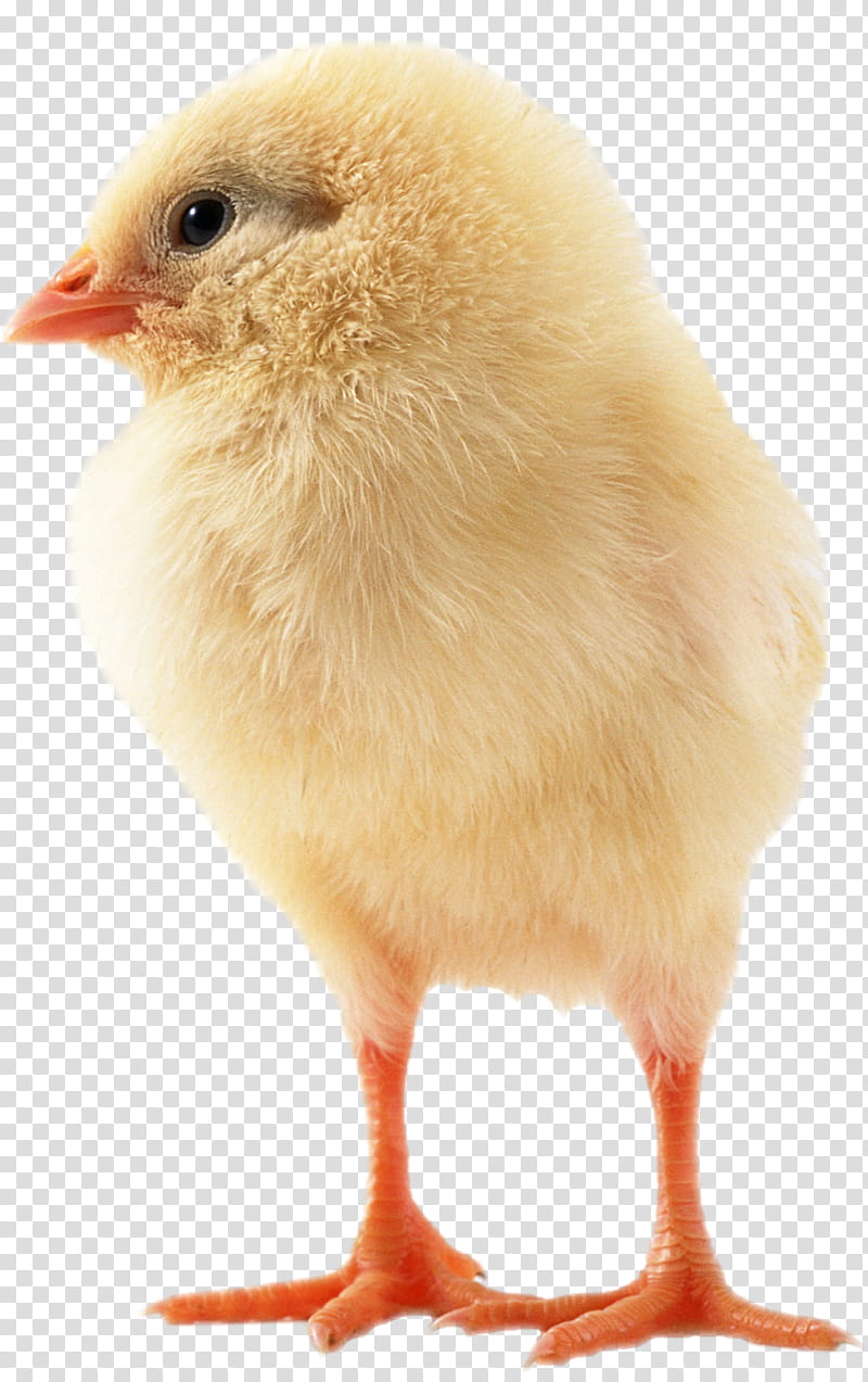 Egg, Sebright Chicken, Japanese Bantam, Bird, Poultry, Kifaranga, Rooster, Animal transparent background PNG clipart