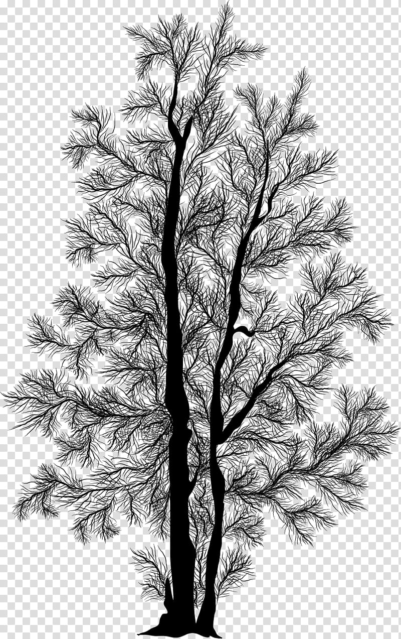 Pine Silhouettes, black tree transparent background PNG clipart