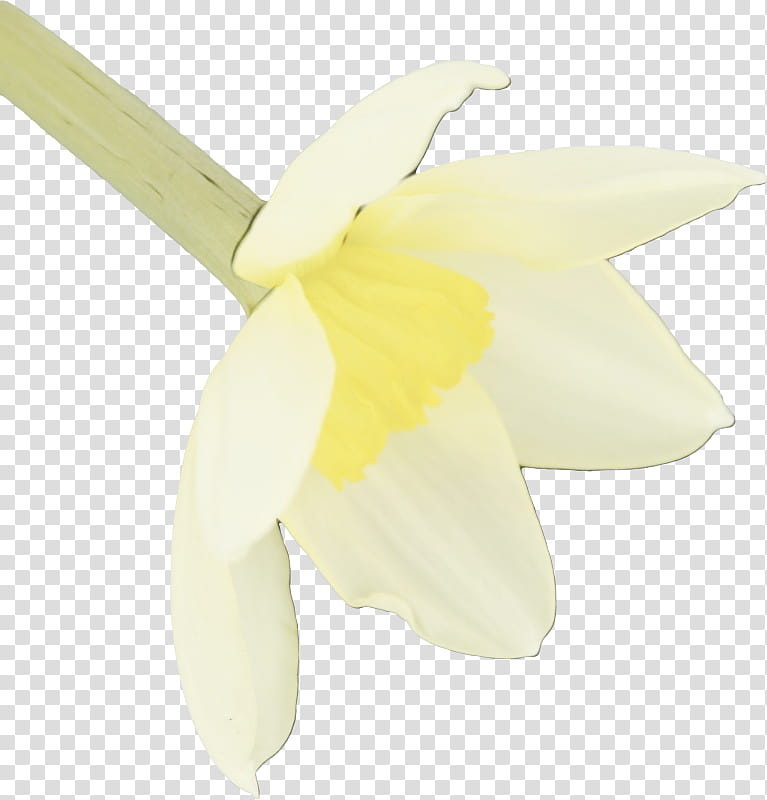 Orchid Flower, Yellow, Propeller, Plants, White, Petal, Narcissus, Automotive Wheel System transparent background PNG clipart