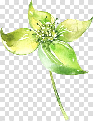 Watercolor Flower, Watercolor Painting, Drawing, Video, Tagged, Plant, Petal, Anthurium transparent background PNG clipart thumbnail