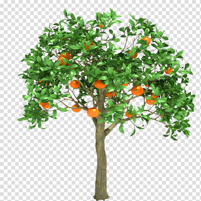 orange tree trans, green leafed tree illustration transparent background PNG clipart