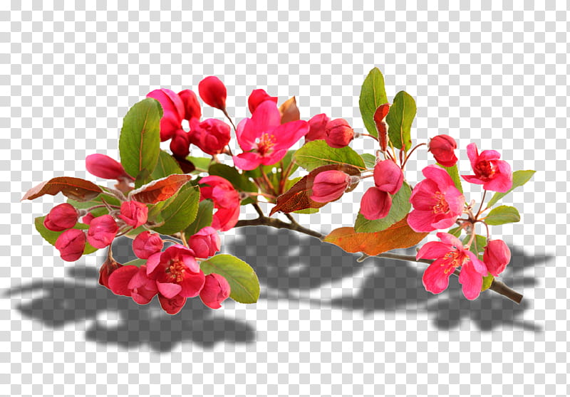 Cherry Blossom Tree, montage, Flower, Plant, Pink, Red, Branch, Petal transparent background PNG clipart