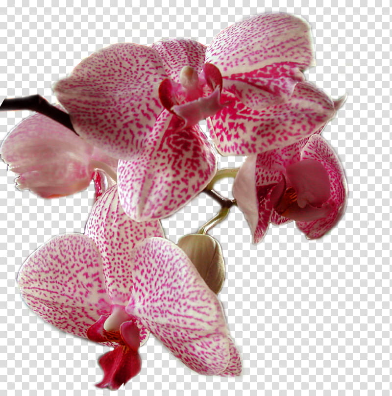 Orchid, white and pink orchid flower transparent background PNG clipart