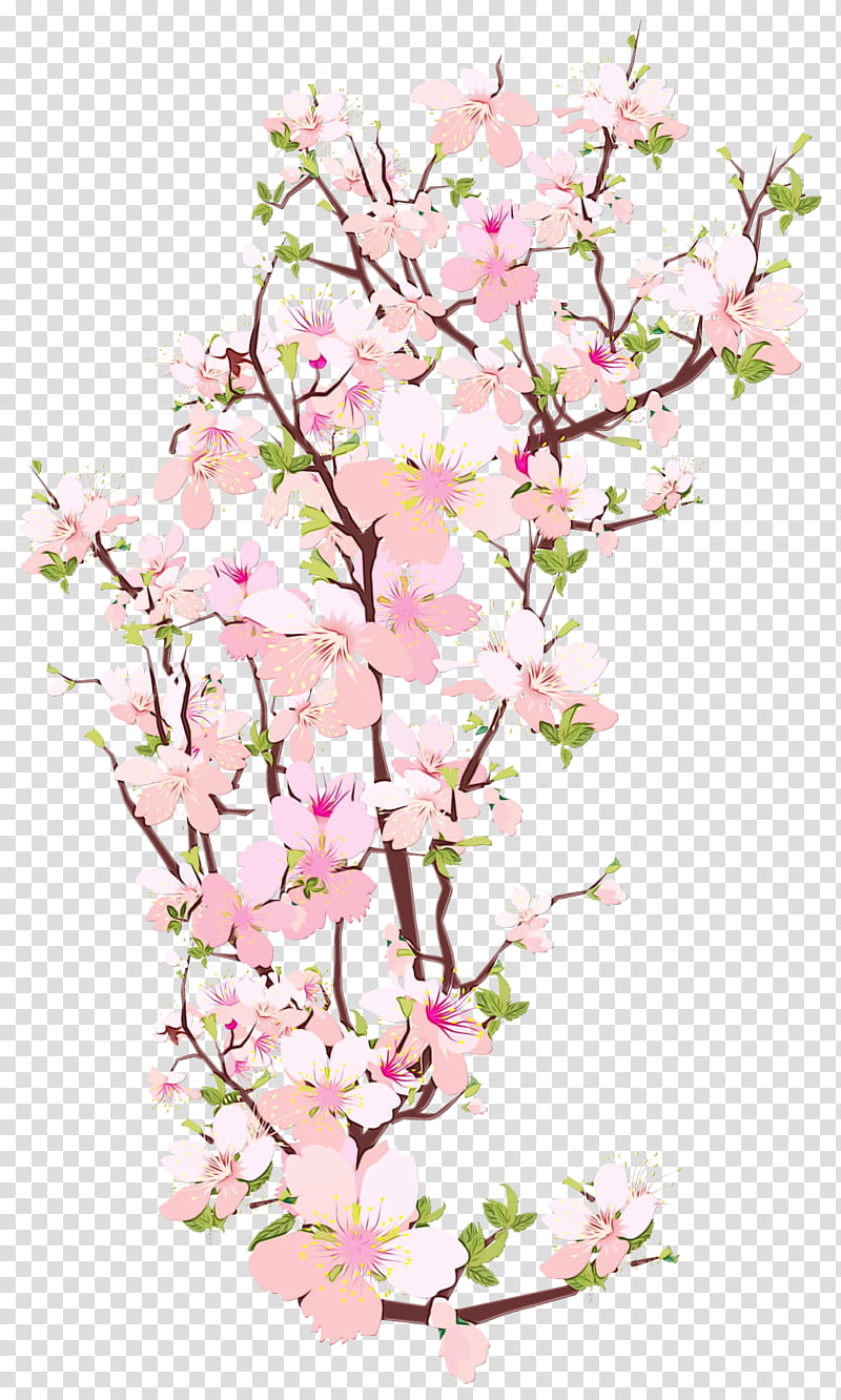 Sakura tree with pink cherry blossoms (cherry blossom, Japanese blossoming  cherry). Japanese flowers are best exemplified by sakura blossoms. a  significant portion of the winter pass. I cherish everyo Stock Illustration  |