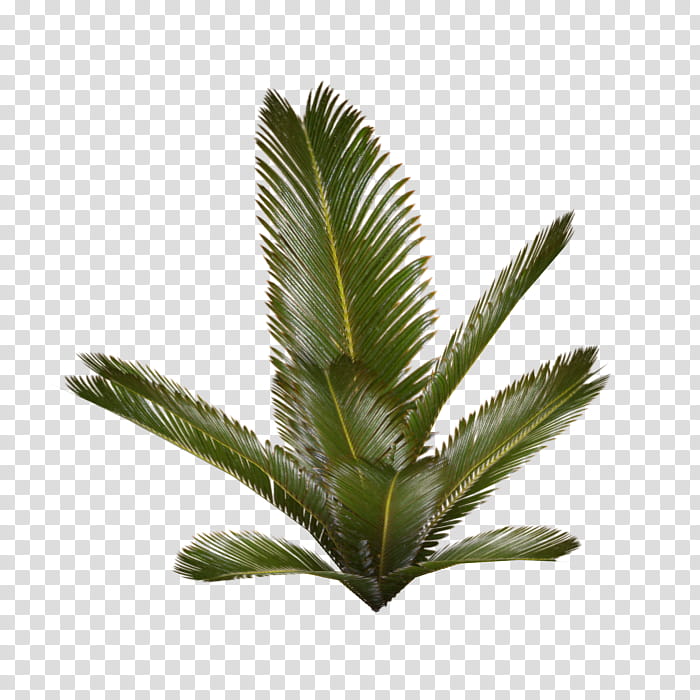 s, green sago palm tree transparent background PNG clipart