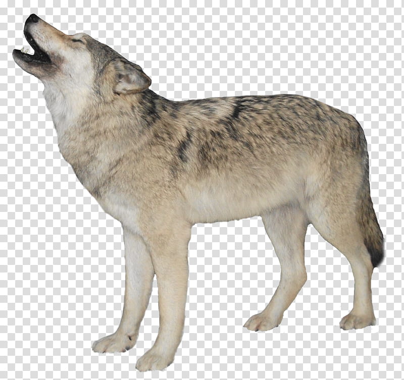 Wolf, Dog, Aniu, RED Fox, Arctic Wolf, Black Wolf, Alaskan Tundra Wolf, Pack transparent background PNG clipart