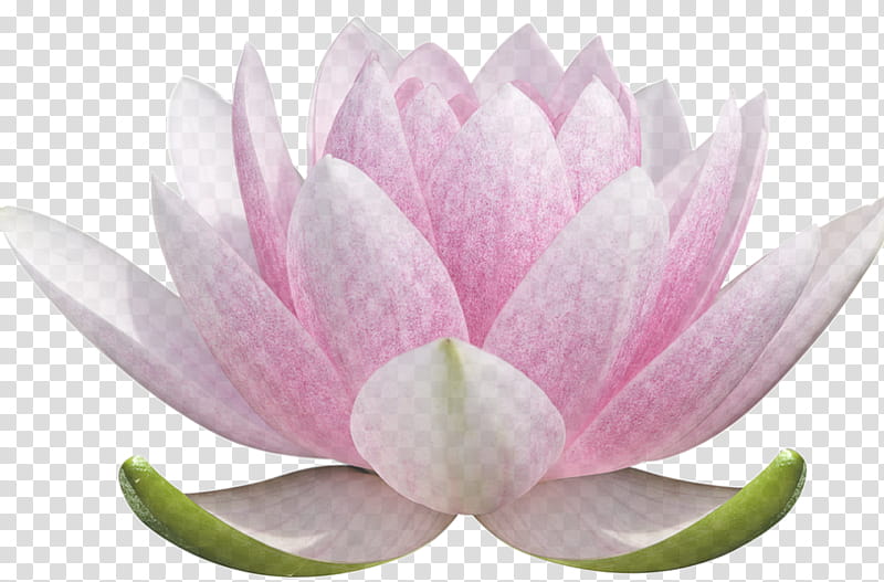 Lotus, Lotus Family, Petal, Sacred Lotus, Aquatic Plant, Flower, Pink, Water Lily transparent background PNG clipart