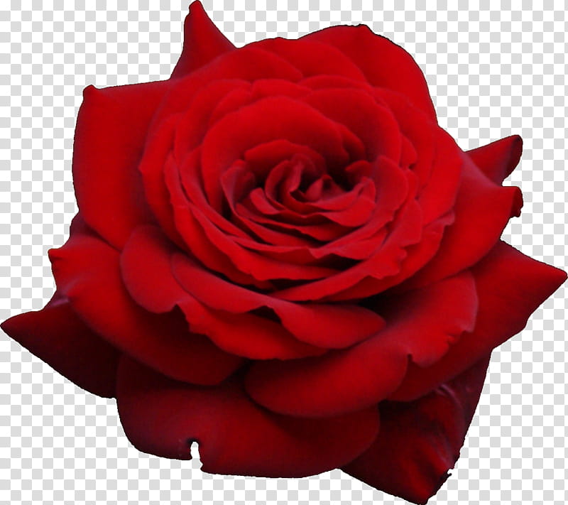Pink Flower, Rose, Blue Rose, Garden Roses, Red, Petal, Hybrid Tea Rose, Rose Family transparent background PNG clipart