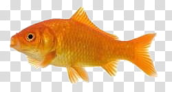 , orange fish transparent background PNG clipart