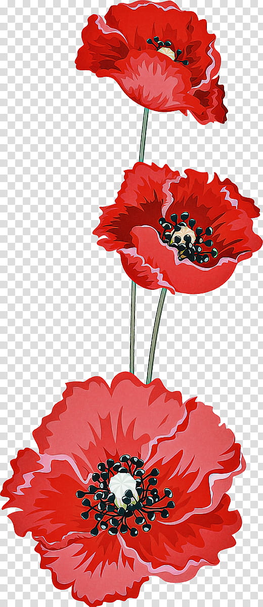 Artificial flower, Red, Cut Flowers, Plant, Oriental Poppy, Coquelicot, Corn Poppy, Poppy Family transparent background PNG clipart