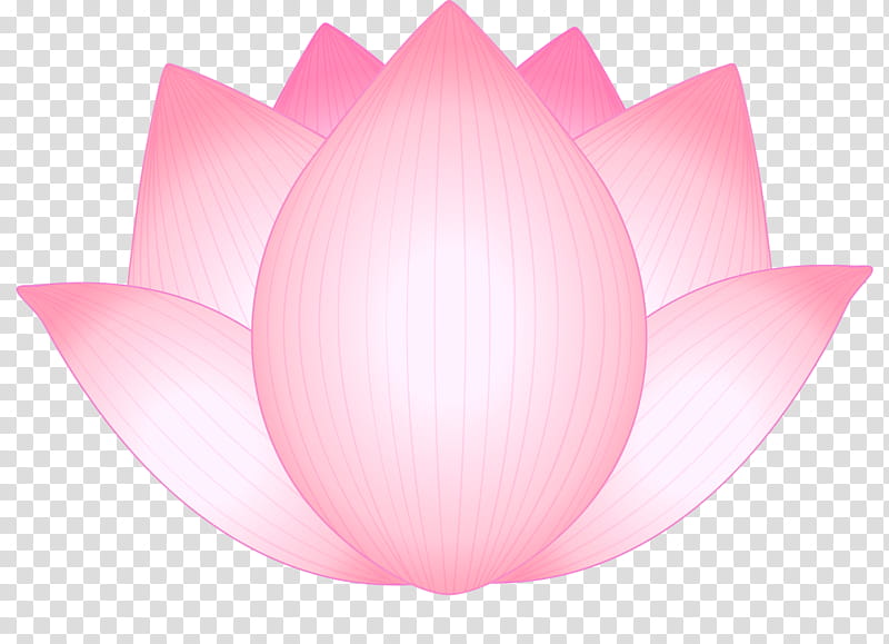 lotus flower, Pink, Petal, Lotus Family, Sacred Lotus, Aquatic Plant, Tulip, Lily Family transparent background PNG clipart