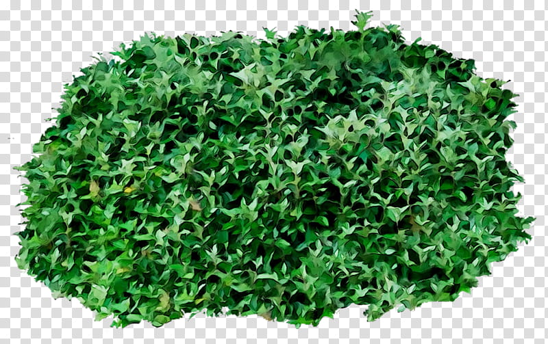 Green Grass, Greens, Shrub, Herb, Leaf, Plant, Lawn, Artificial Turf transparent background PNG clipart