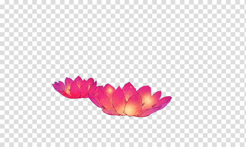 Flores, blooming pink lotus flowers transparent background PNG clipart