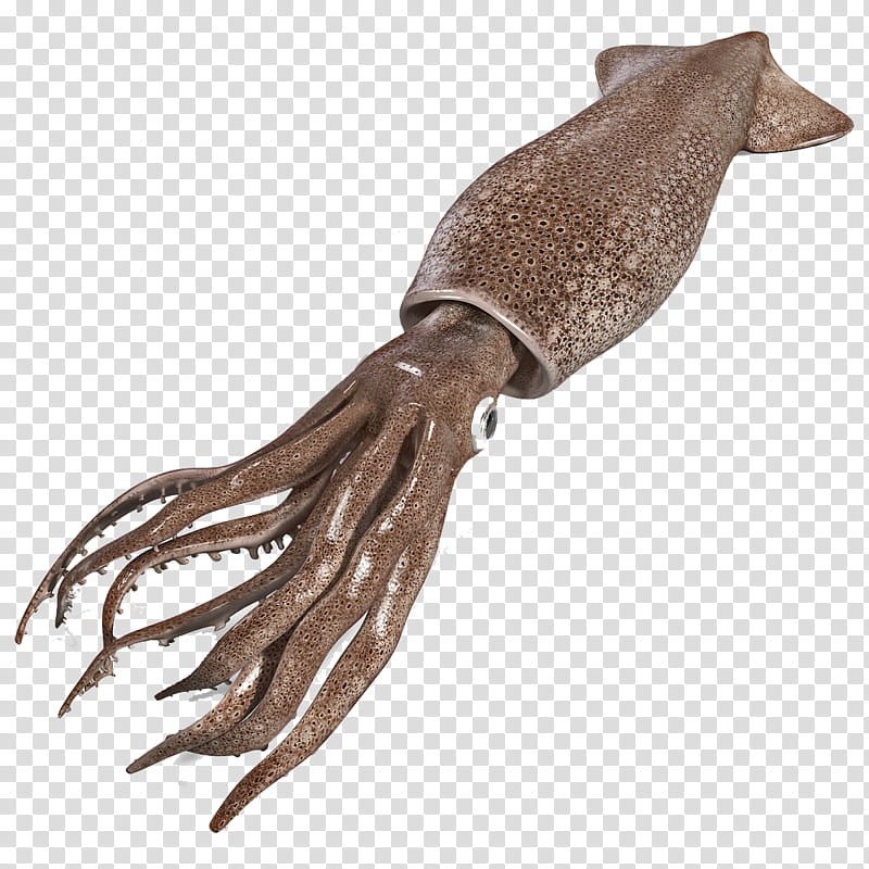 squid cuttlefish seafood crayfish octopus transparent background PNG clipart