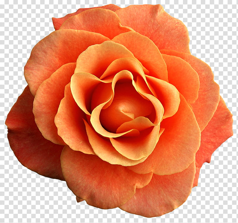 Flower , blooming orange rose flower transparent background PNG clipart