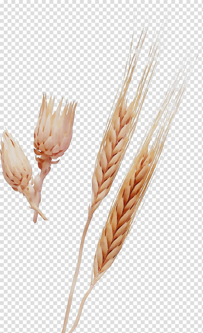 Grass Flower, Emmer, Wheat, Elymus Repens, Triticale, Hordeum, Plant, Grass Family transparent background PNG clipart