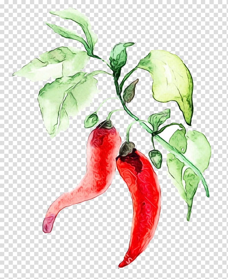 flowering plant plant malagueta pepper flower tabasco pepper, Watercolor, Paint, Wet Ink, Chili Pepper, Bell Peppers And Chili Peppers, Paprika, Tree transparent background PNG clipart