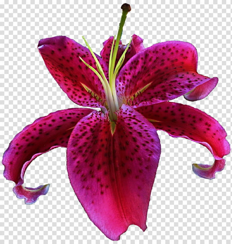 My Favorite Lily transparent background PNG clipart