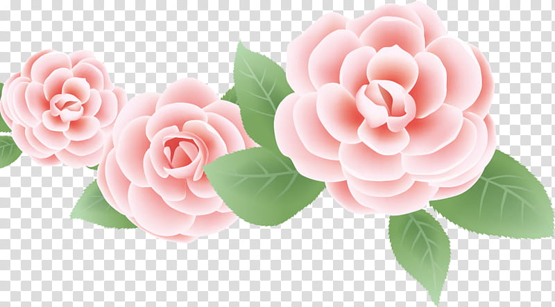 three flowers three roses valentines day, Pink, Garden Roses, Petal, Plant, Rose Family, Camellia, Leaf transparent background PNG clipart