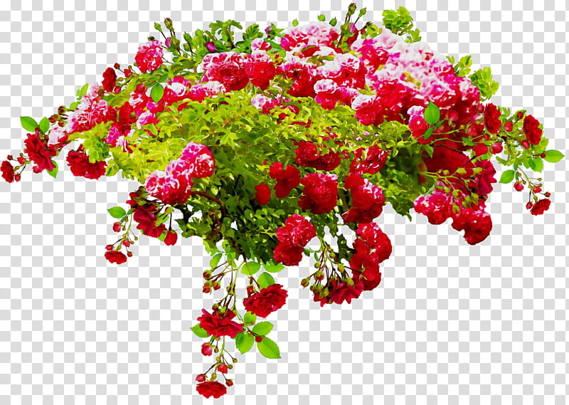 Rose, Watercolor, Paint, Wet Ink, Flower, Plant, Bougainvillea, Flowering Plant transparent background PNG clipart