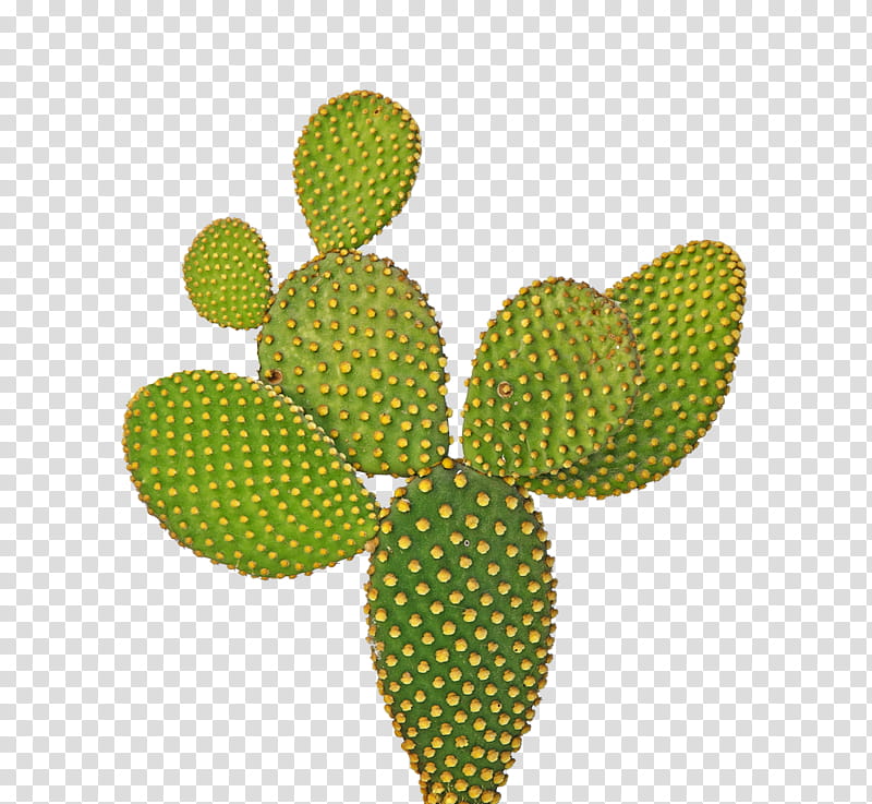 Cactuses and Plants, cactus plant transparent background PNG clipart