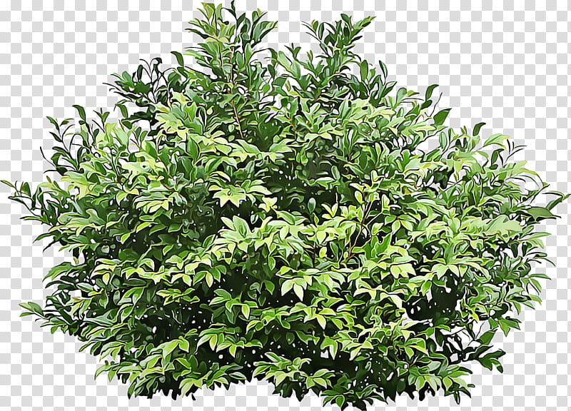 Shrub Tree Common hazel European hornbeam Eurya japonica, Bay Laurel, Leaf, Plant, Flower, Woody Plant, Grass, Evergreen transparent background PNG clipart