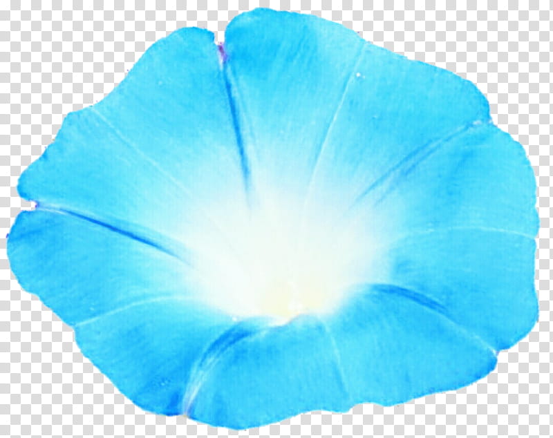 Pacific Blue Morning Glory transparent background PNG clipart