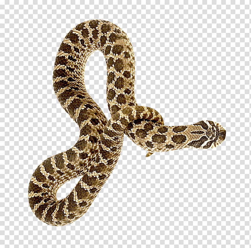 Snake, Snakes, Reptile, Cobra, Rattlesnake, Green Anaconda, Snake Resources, Animal transparent background PNG clipart