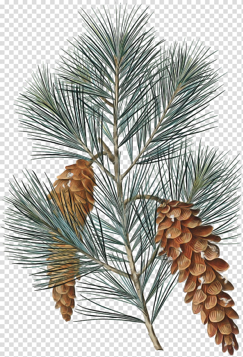 sugar pine columbian spruce loblolly pine white pine red pine, Yellow Fir, Shortstraw Pine, Shortleaf Black Spruce, Jack Pine, Tree transparent background PNG clipart