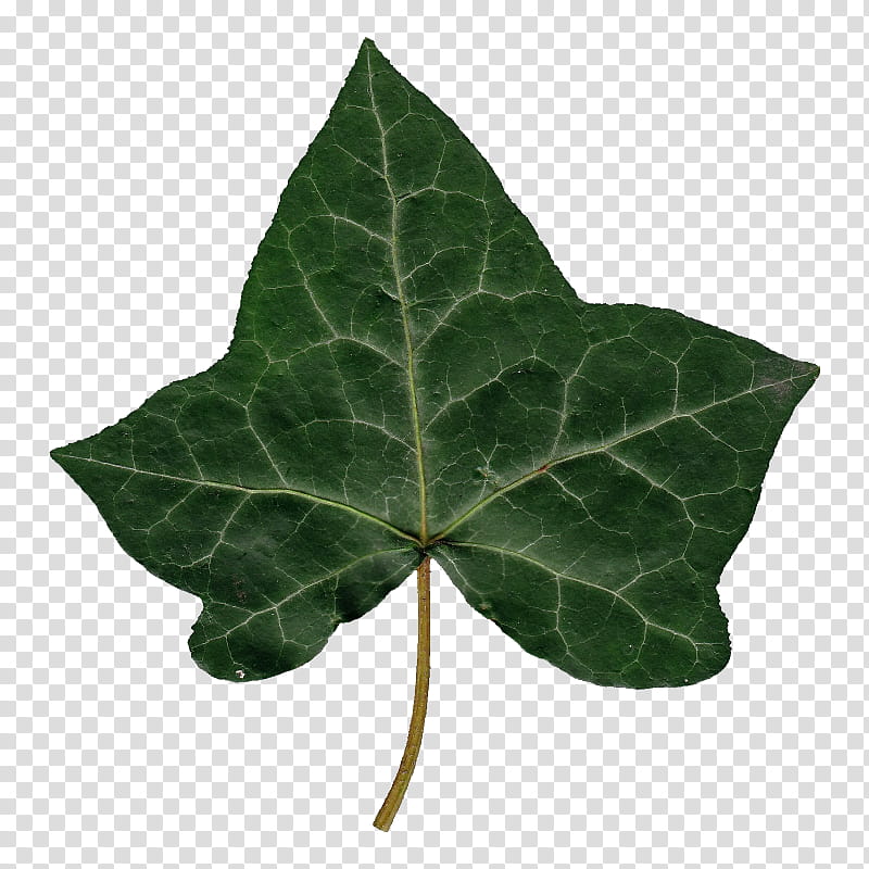 Facebook 3d, Fandom, 3D Computer Graphics, Clothing, Leaf, Plant, Ivy, Plant Pathology transparent background PNG clipart