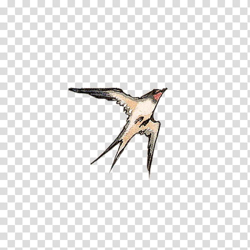 Sparrow xp, barn swallow flying illustration transparent background PNG clipart