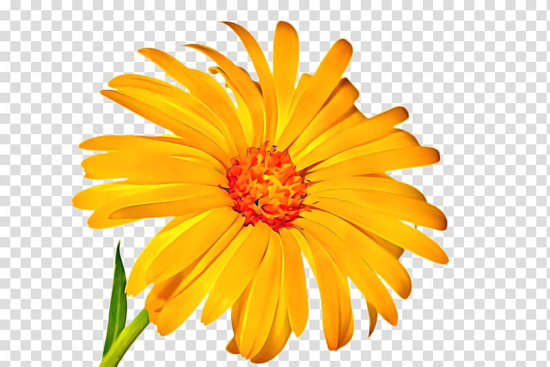 Blossom Flower, Marigold, Bloom, Flora, Transvaal Daisy, Chrysanthemum, Cut Flowers, Marguerite Daisy transparent background PNG clipart