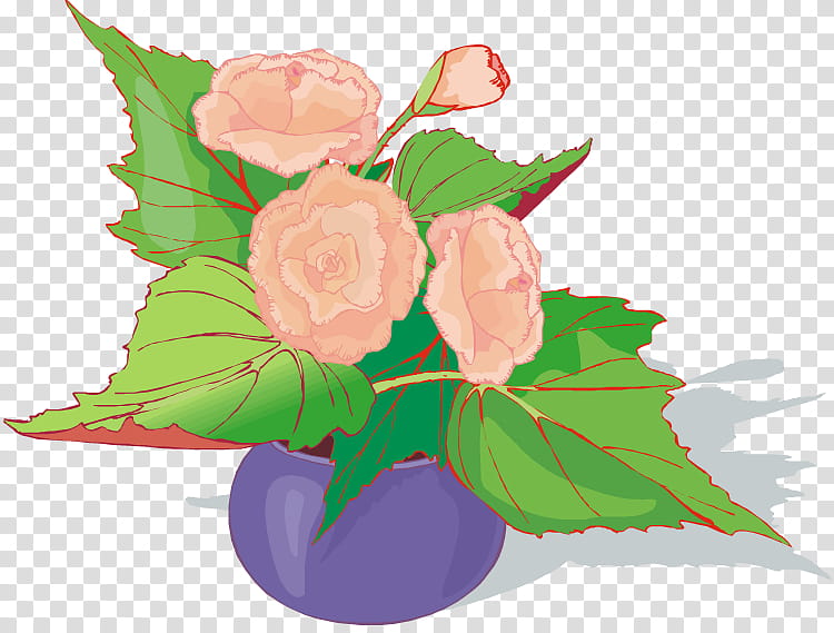 Pink Flower, Garden Roses, Floral Design, Petal, Cut Flowers, Flower Bouquet, Begonia, Cabbage Rose transparent background PNG clipart