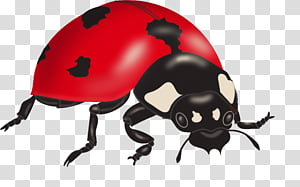 ladybug PNG image transparent image download, size: 256x256px