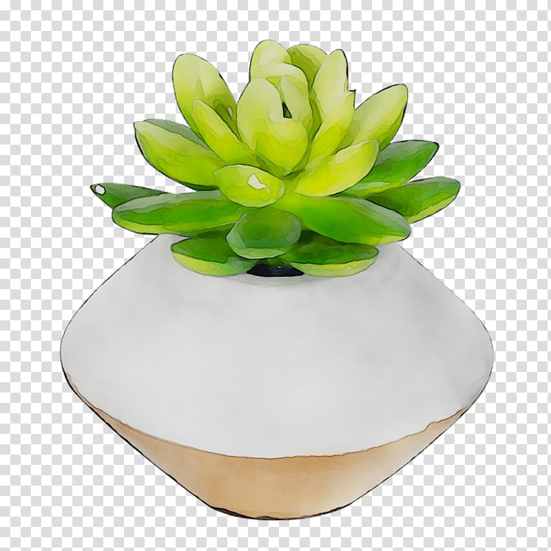 Green Grass, Flower, Flowerpot, White, Echeveria, Ceramic, Plant, Vase transparent background PNG clipart