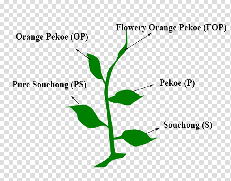 Tea Leaf Logo, Plant Stem, Black Tea, Animal, Green, Text, Flora, Tree transparent background PNG clipart