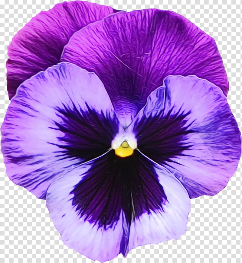 Purple Watercolor Flower, Paint, Wet Ink, Common Blue Violet, Sweet Violet, Pansy, Plants, African Violets transparent background PNG clipart