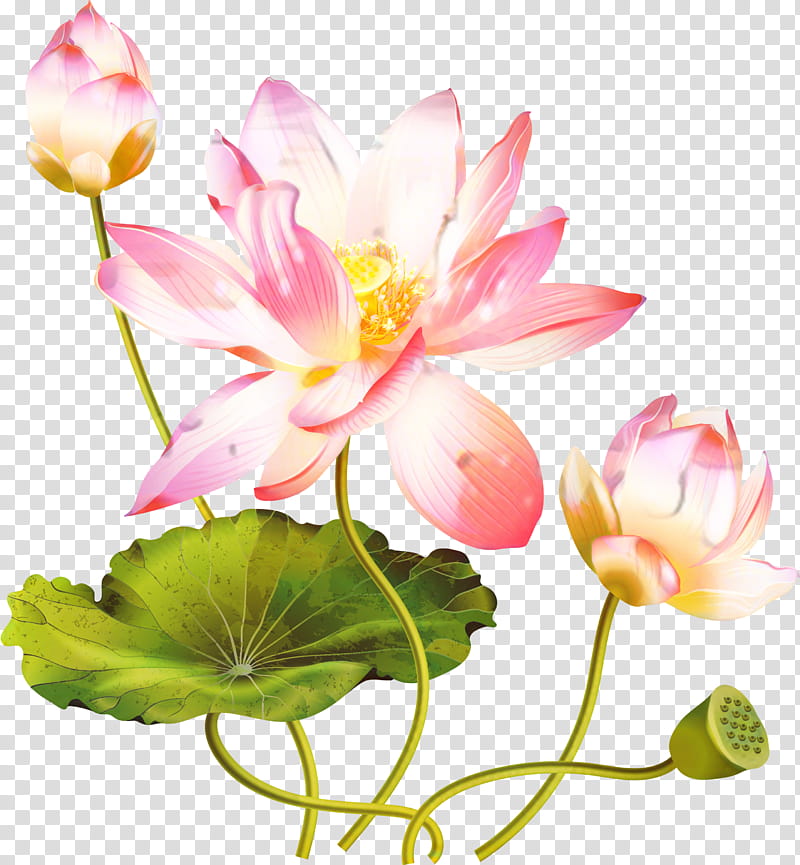Lily Flower, Nymphaea Nelumbo, Trefoil, Plants, Water Lilies, Aquatic Plants, Drawing, Leaf transparent background PNG clipart