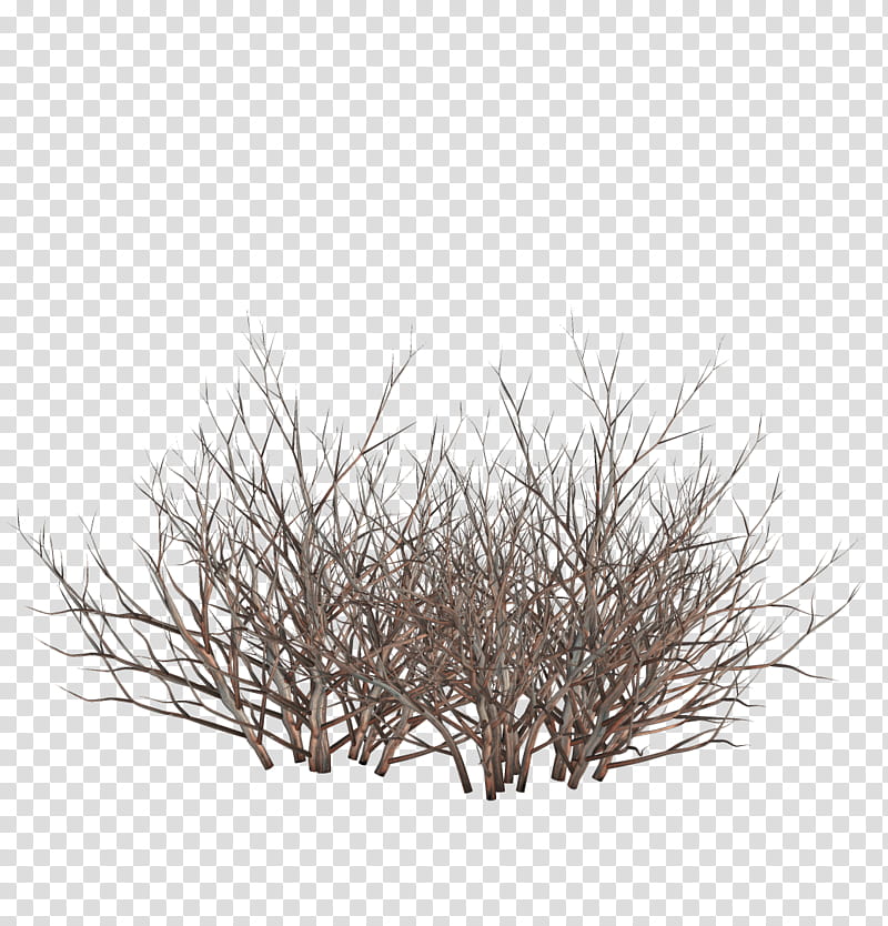 TWD Dead bushes, brown branches transparent background PNG clipart