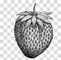OO , strawberry grayscale graphy transparent background PNG clipart
