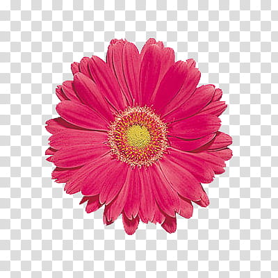 Flowers World, pink gerbera daisy transparent background PNG clipart