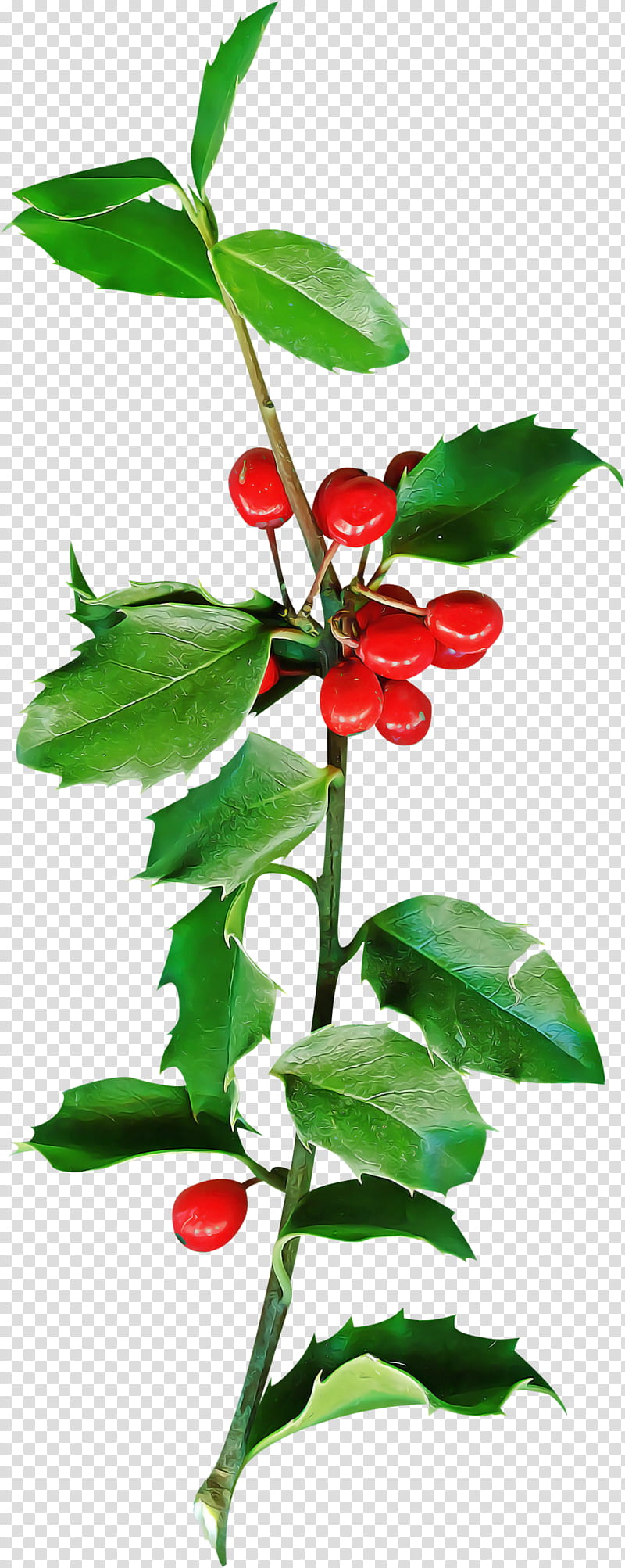 christmas holly Ilex holly, Christmas , Flower, Plant, Leaf, Branch, Acerola, Tree transparent background PNG clipart