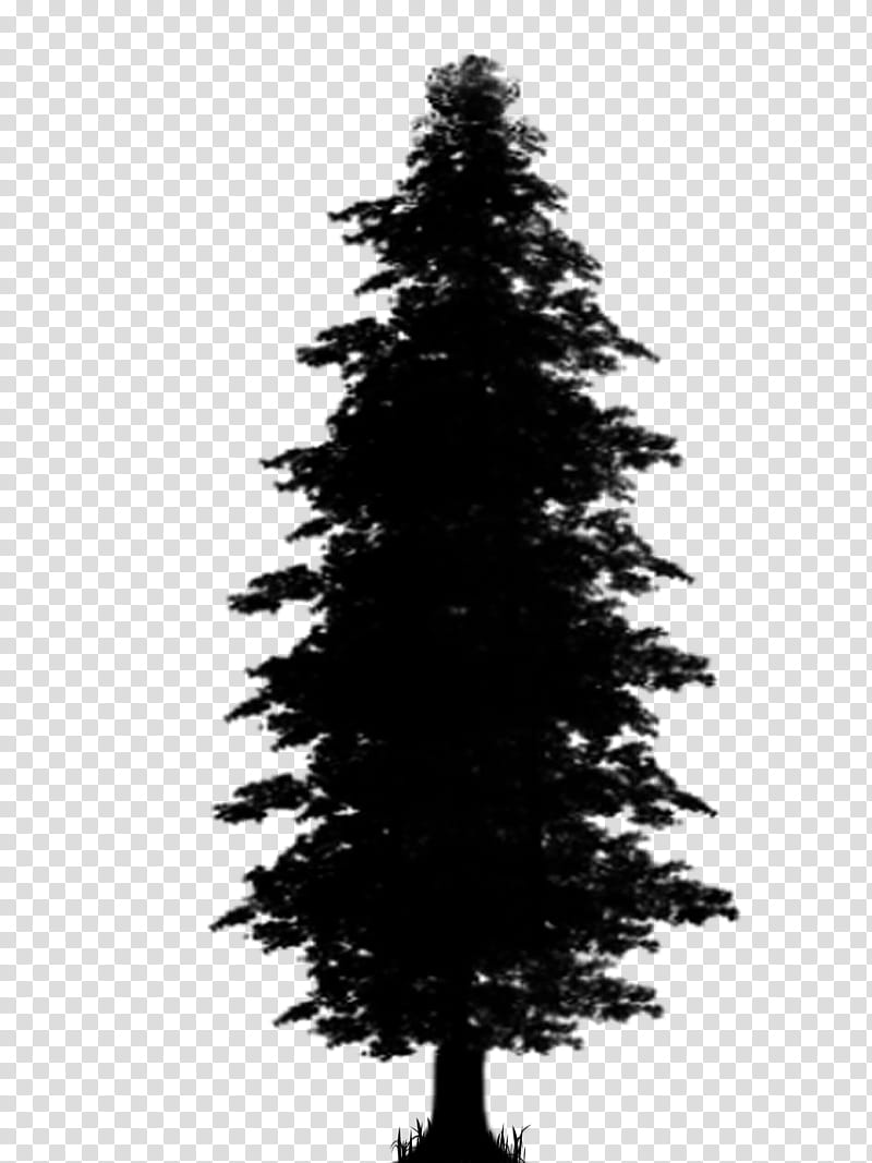 The Nightmare Before Christmas, Spruce, Pine, Christmas Tree, Fir, Evergreen, Christmas Day, Christmas Ornament transparent background PNG clipart