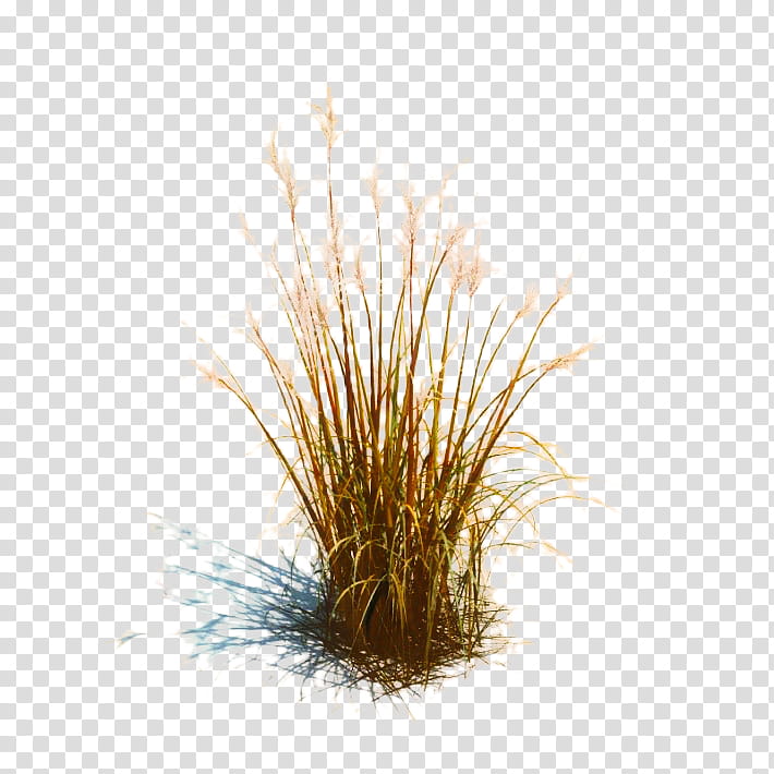 Grass, Ornamental Grass, Ornamental Plant, Lawn, Garden, Plants, 3D Computer Graphics, Silvergrass transparent background PNG clipart